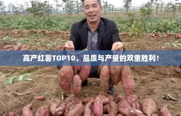 高产红薯TOP10，品质与产量的双重胜利！