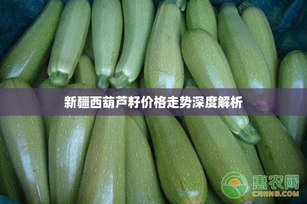 新疆西葫芦籽价格走势深度解析