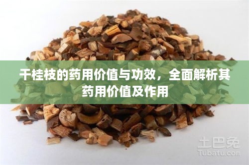 干桂枝的药用价值与功效，全面解析其药用价值及作用