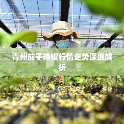 青州茄子辣椒行情走势深度解析