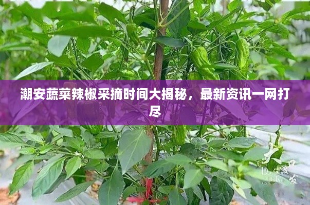 潮安蔬菜辣椒采摘时间大揭秘，最新资讯一网打尽