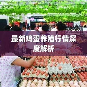 最新鸡蛋养殖行情深度解析