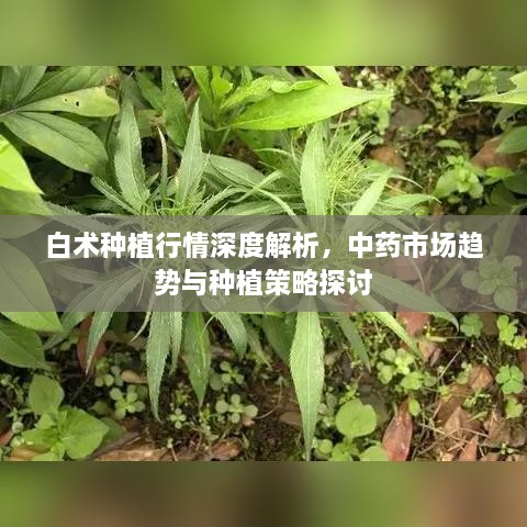 白术种植行情深度解析，中药市场趋势与种植策略探讨