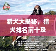 猎犬大揭秘，猎犬排名前十及详细图片介绍