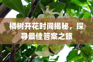 橘树开花时间揭秘，探寻最佳答案之旅