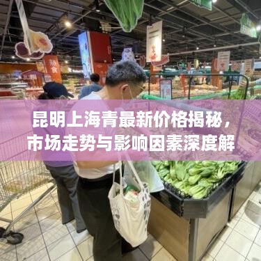 昆明上海青最新价格揭秘，市场走势与影响因素深度解析