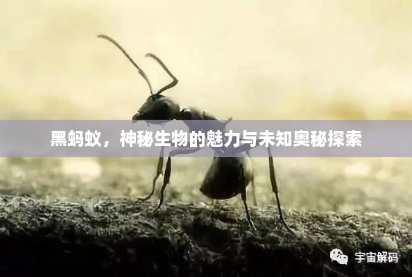 黑蚂蚁，神秘生物的魅力与未知奥秘探索