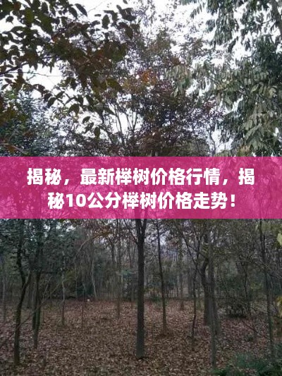 揭秘，最新榉树价格行情，揭秘10公分榉树价格走势！