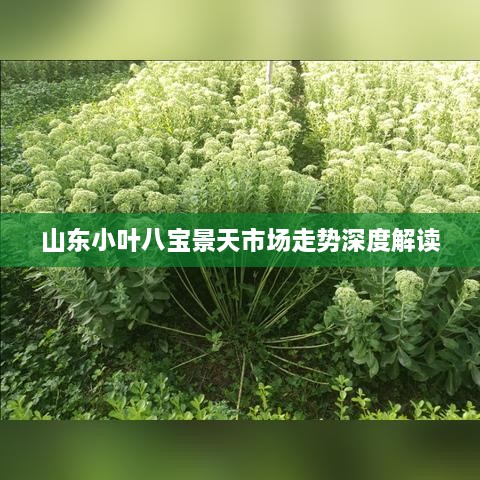 山东小叶八宝景天市场走势深度解读