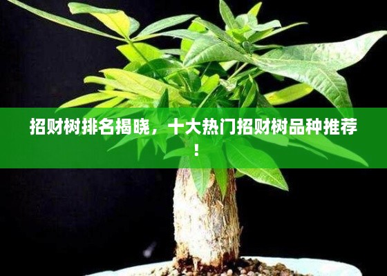 招财树排名揭晓，十大热门招财树品种推荐！