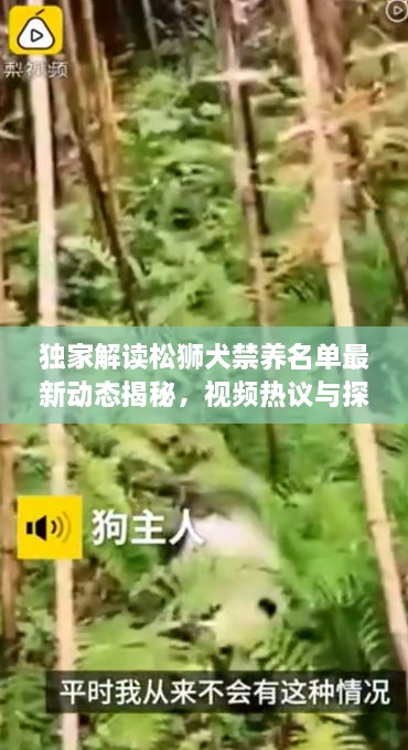 独家解读松狮犬禁养名单最新动态揭秘，视频热议与探讨