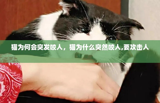 猫为何会突发咬人，猫为什么突然咬人,要攻击人 