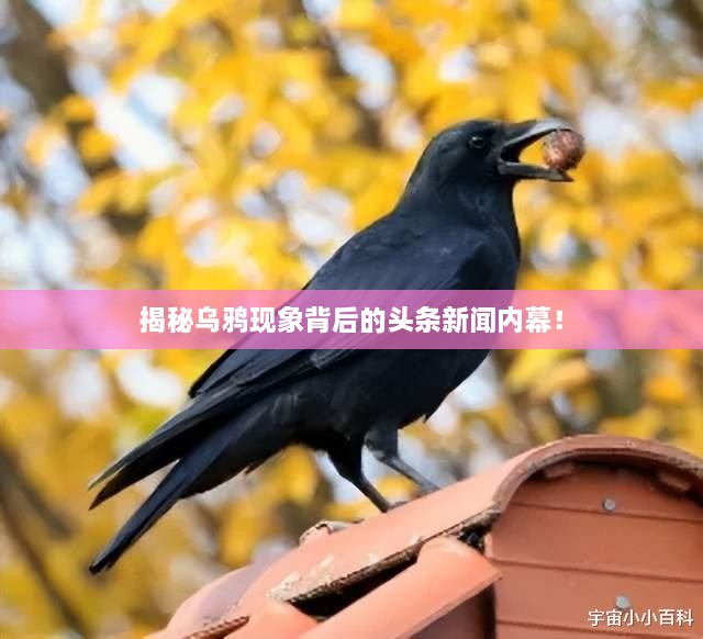 揭秘乌鸦现象背后的头条新闻内幕！