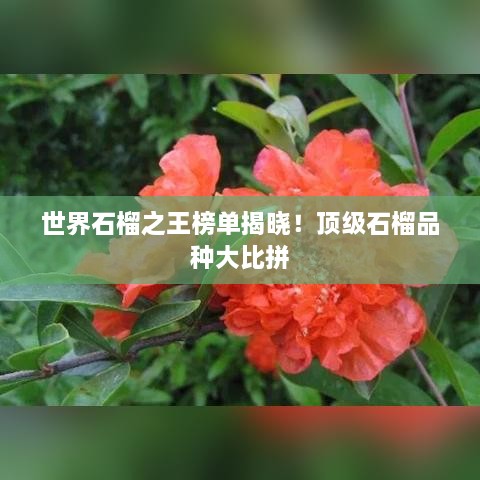 世界石榴之王榜单揭晓！顶级石榴品种大比拼